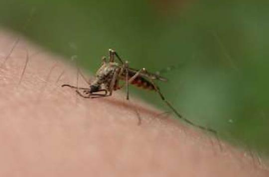 Paludisme : des parasites résistants aux portes de l’Inde